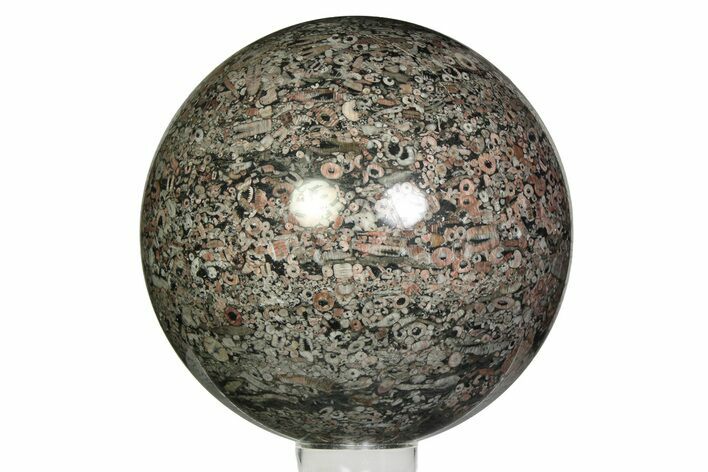 Colorful Fossil Crinoid Stems In Marble Sphere #351386